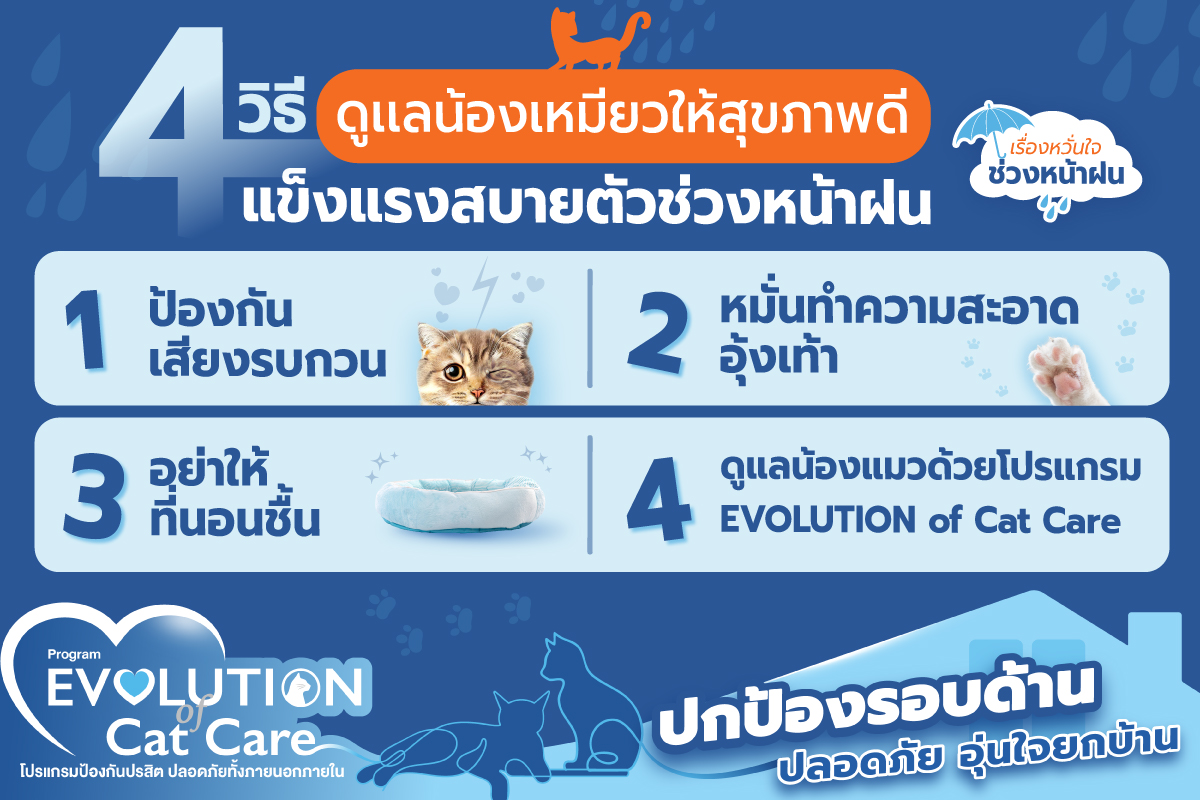4 วิธี ดูแลน้องเหมียวให้สุขภาพดี 😍 แข็งแรงสบายตัวในช่วงหน้าฝน ☔