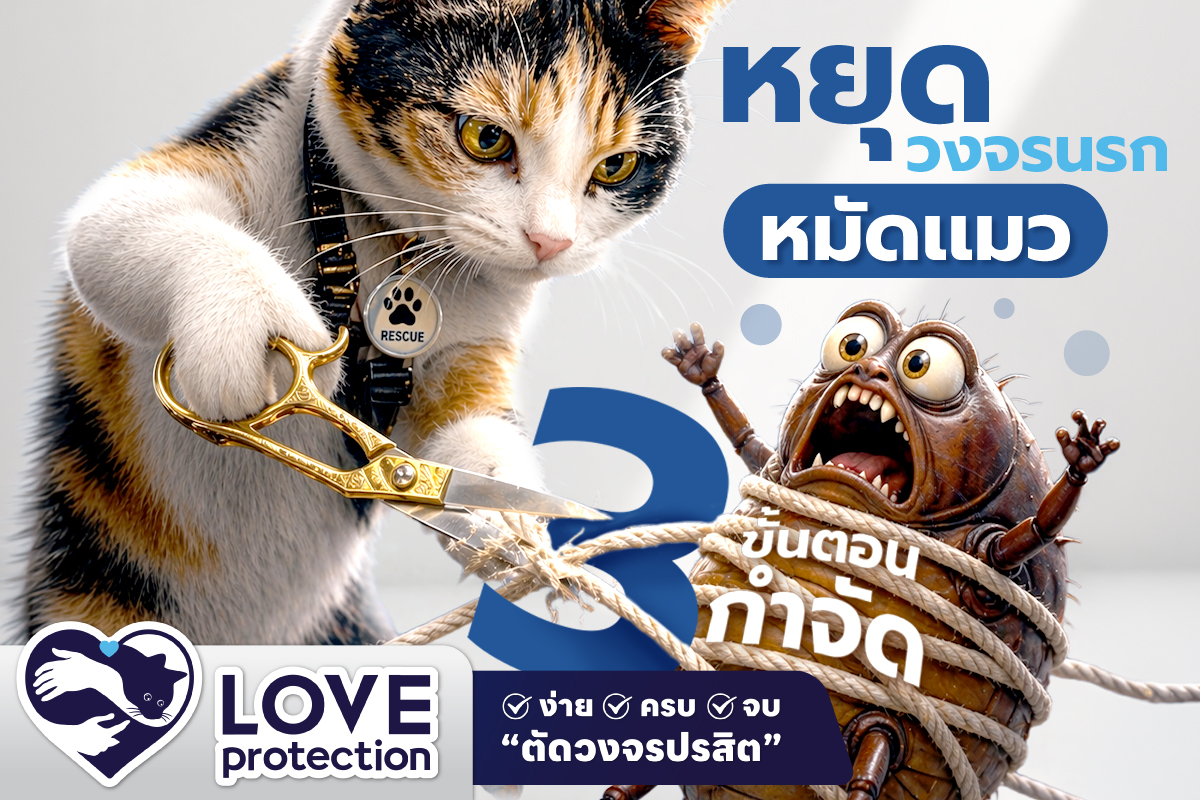 หยุดวงจรนรกหมัดแมว ! 3 ขั้นตอนกำจัดให้สิ้นซาก