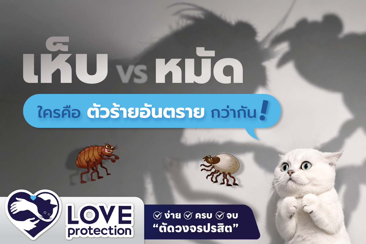 เห็บ vs หมัด ใครคือตัวร้ายที่อันตรายกับน้องเหมียวมากกว่ากัน ? 🐈⚔️