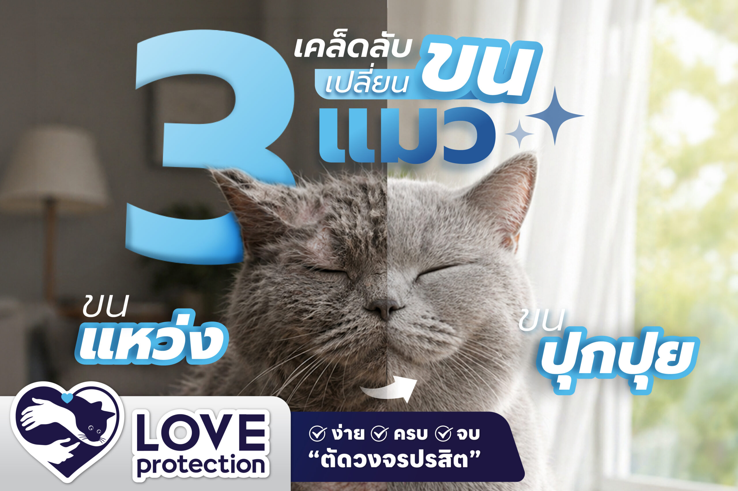 3 เคล็ดลับเปลี่ยนแมวขนแหว่ง เป็นเหมียวขนปุย