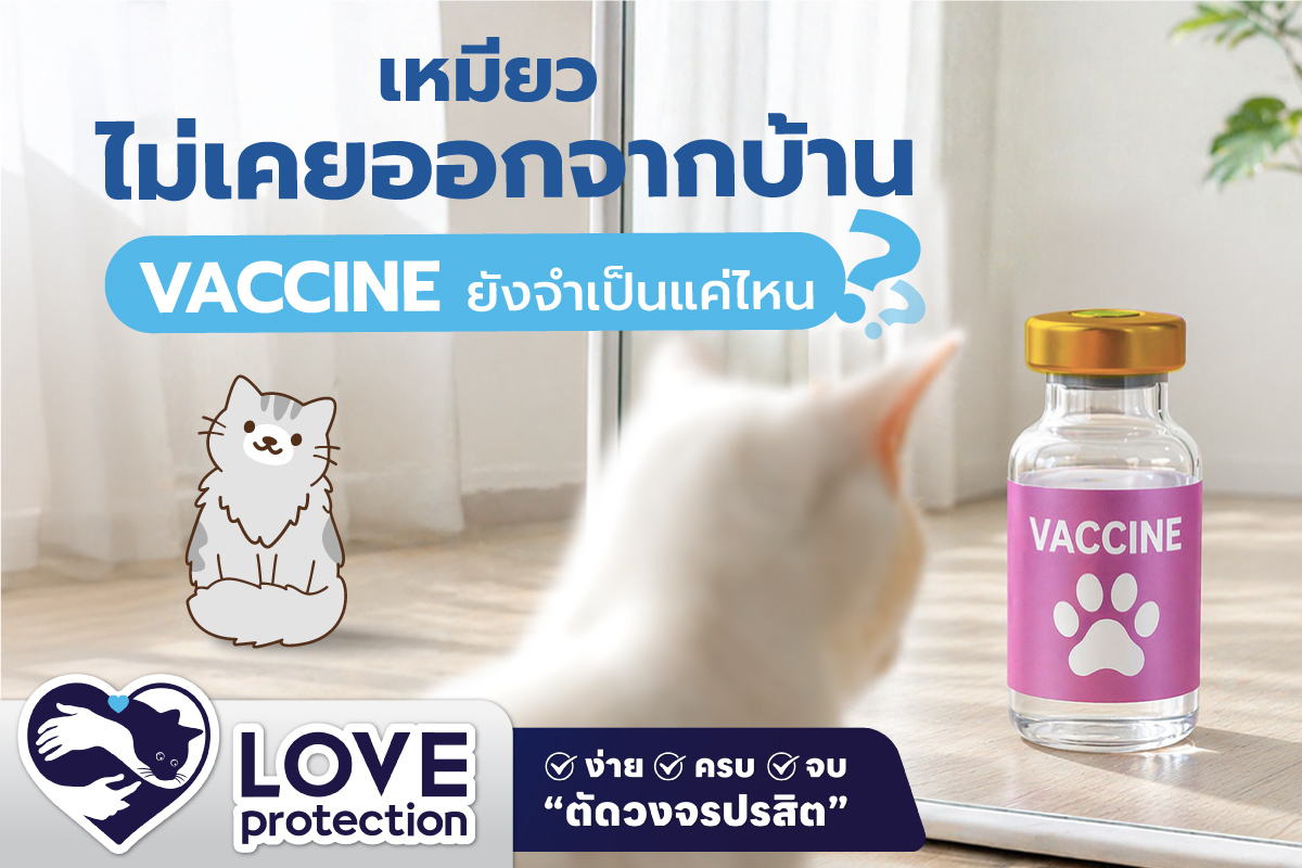 วัคซีนแมวจำเป็นแค่ไหน ? ถ้า “น้องแมวไม่เคยออกจากบ้านเลย” 🐈🏠