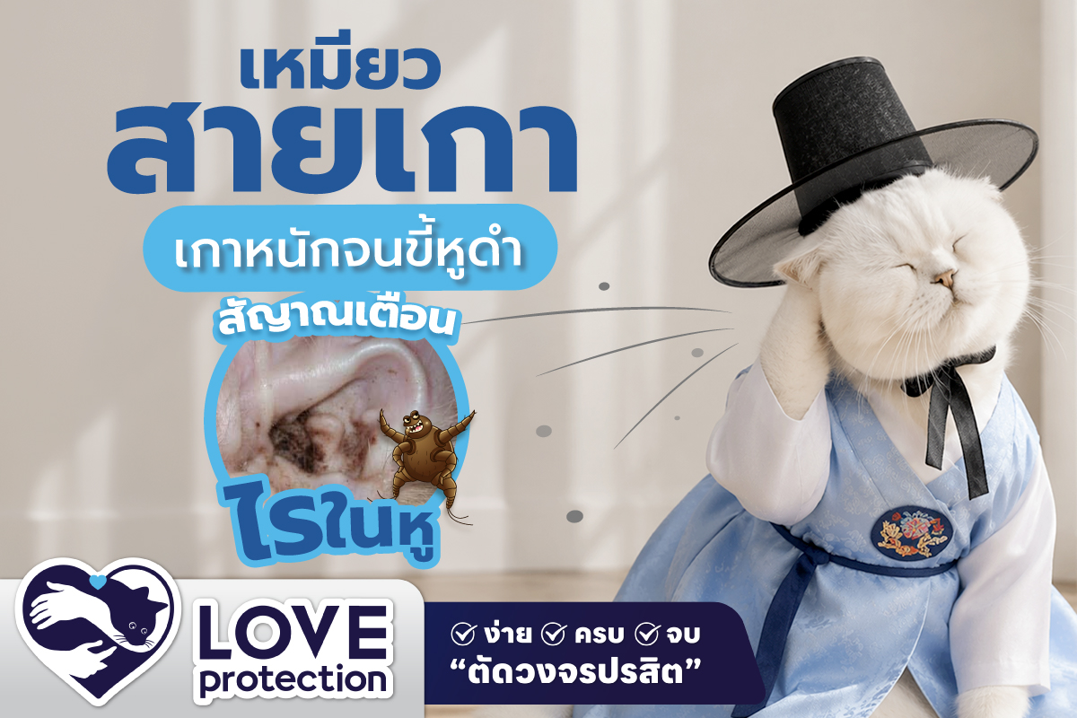 เกาหู ขี้หูดำ…สัญญาณอันตรายของ “ไรในหู” แมว 🐈
