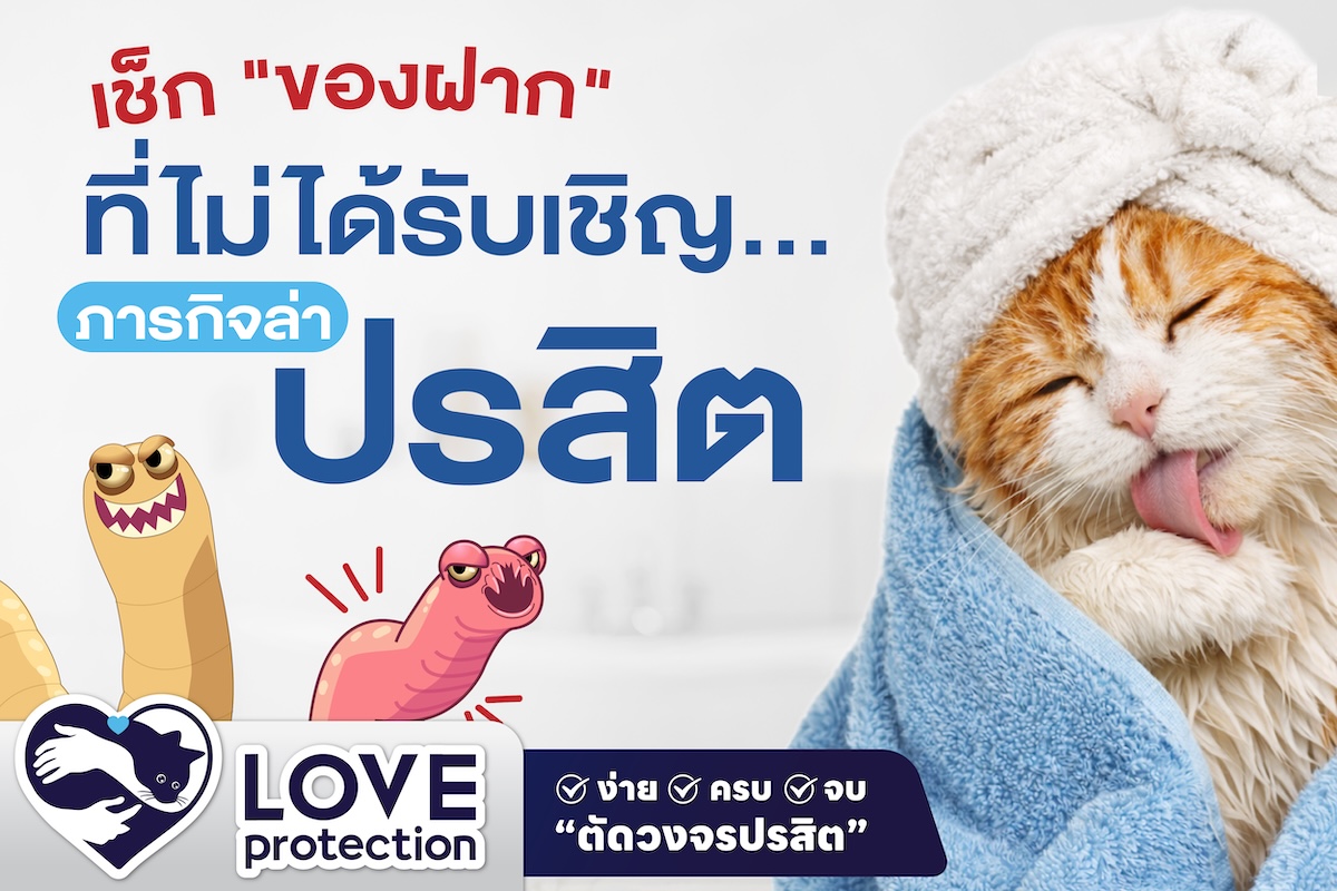 เช็ก “ของฝาก” ที่ไม่ได้รับเชิญ… ภารกิจล่าปรสิตหลังจบทริปของเจ้าเหมียว 🐈🔍