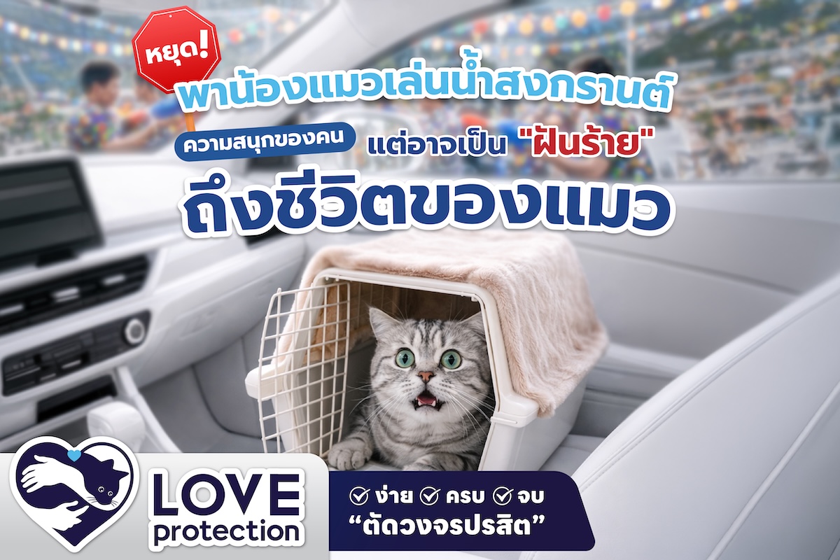 หยุด ! พาน้องแมวเล่นน้ำสงกรานต์ ความสนุกของคน แต่อาจเป็น “ฝันร้าย” ถึงชีวิตของแมว