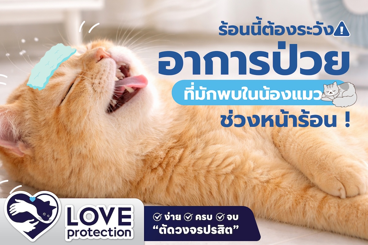 ร้อนนี้ต้องระวัง ! อาการป่วยที่มักพบในน้องแมวช่วงหน้าร้อน !