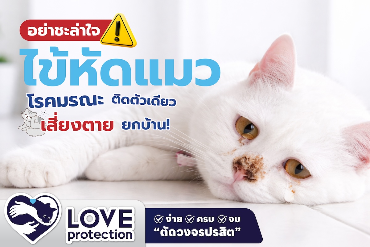 อย่าชะล่าใจ ! “ไข้หัดแมว” โรคมรณะ ติดตัวเดียว เสี่ยงตายยกบ้าน !