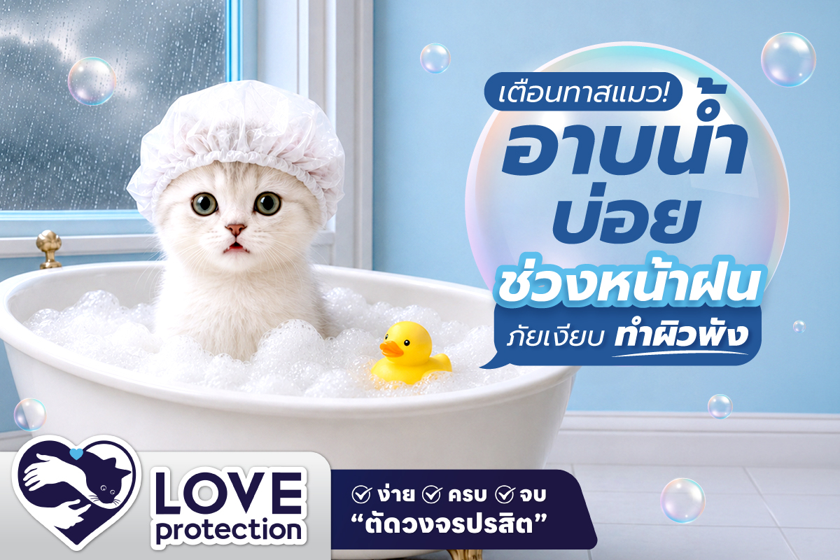 เตือนทาสแมว! อาบน้ำบ่อยช่วงหน้าฝน ภัยเงียบทำผิวพัง
