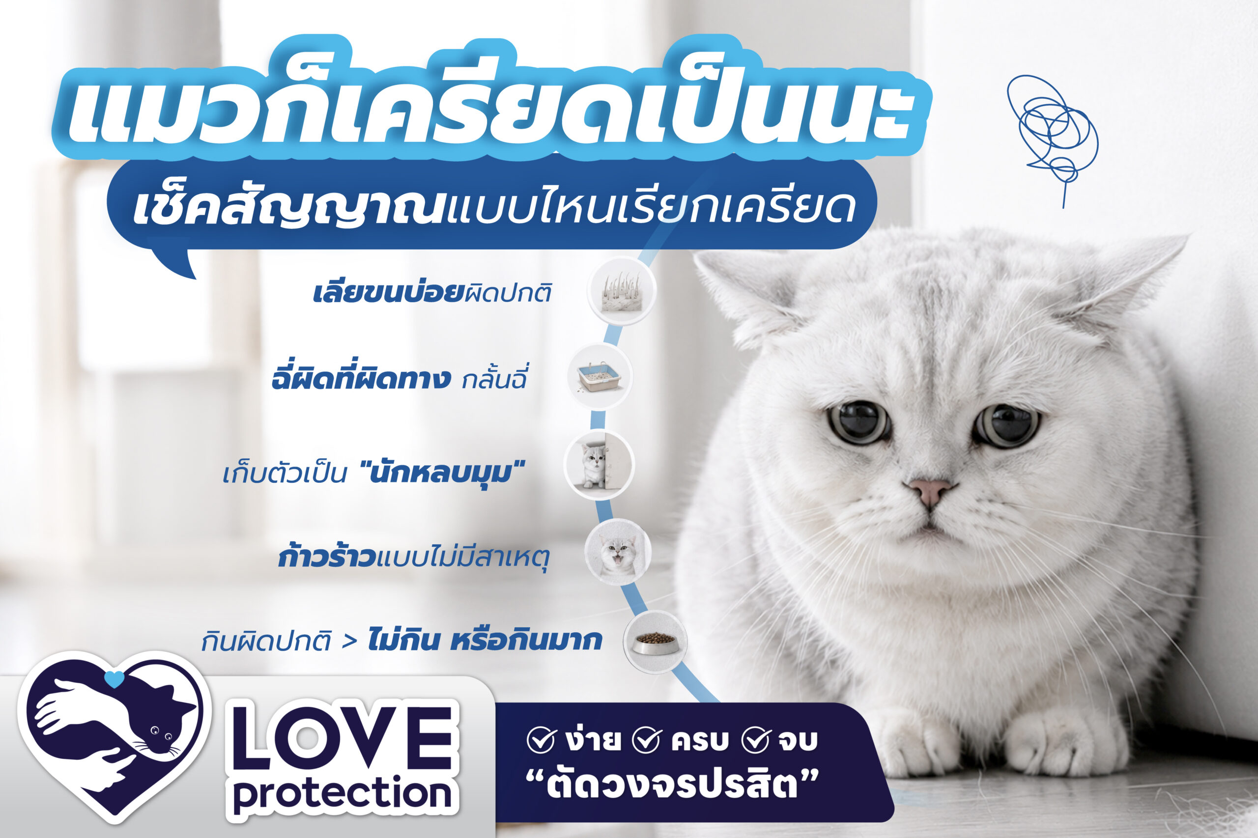 แมวก็เครียดเป็นนะ… เช็คสัญญาณแบบไหนเรียกเครียด