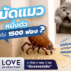 03 หมัดแมวตัวเดียว 1200x800 scaled
