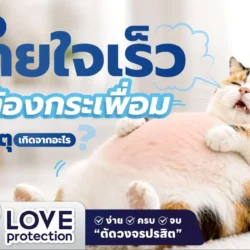 แมวหายใจเร็ว ท้องกระเพื่อม
