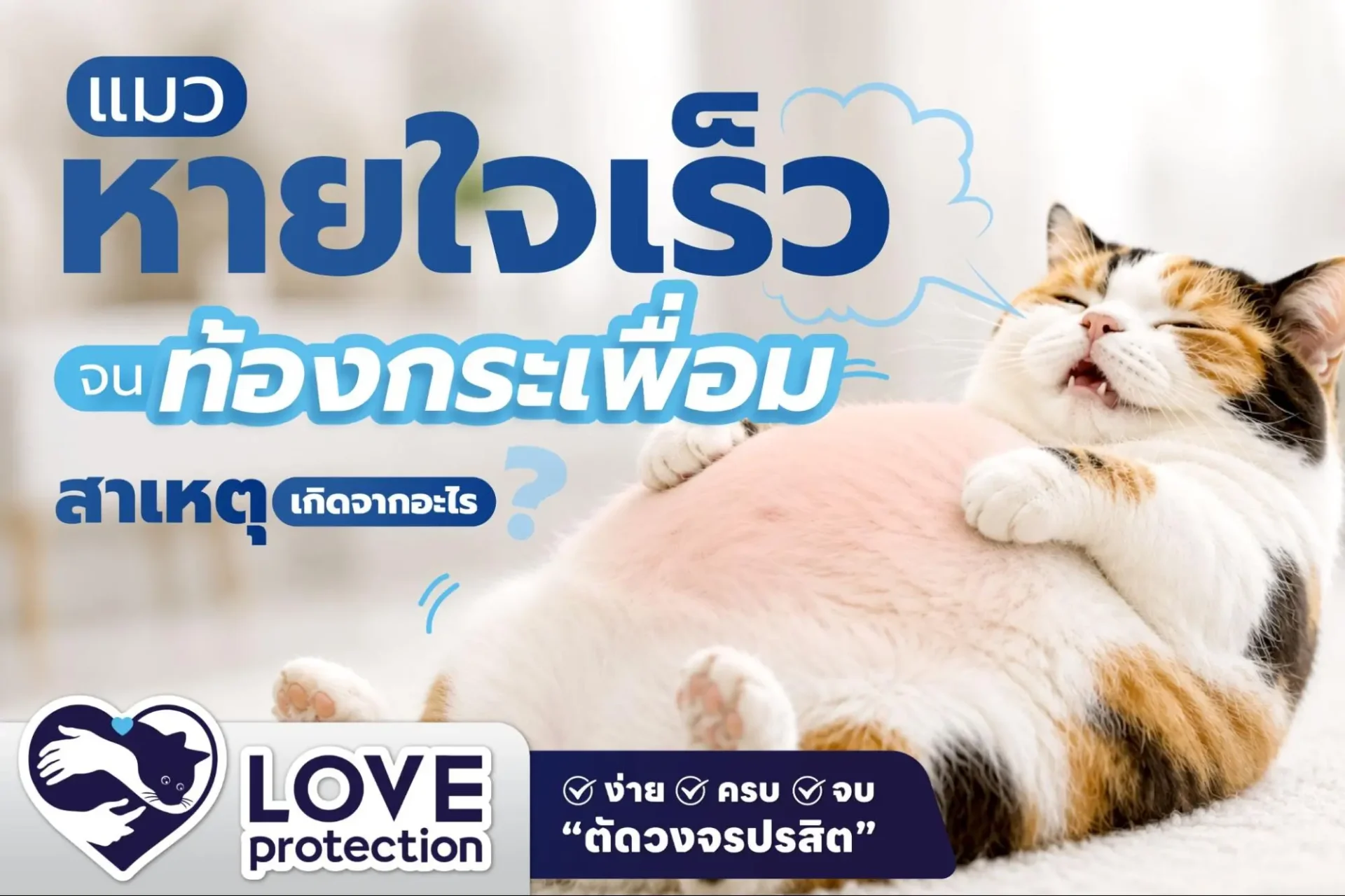 แมวหายใจเร็ว ท้องกระเพื่อม