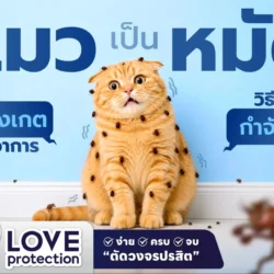 แมวเป็นหมัด