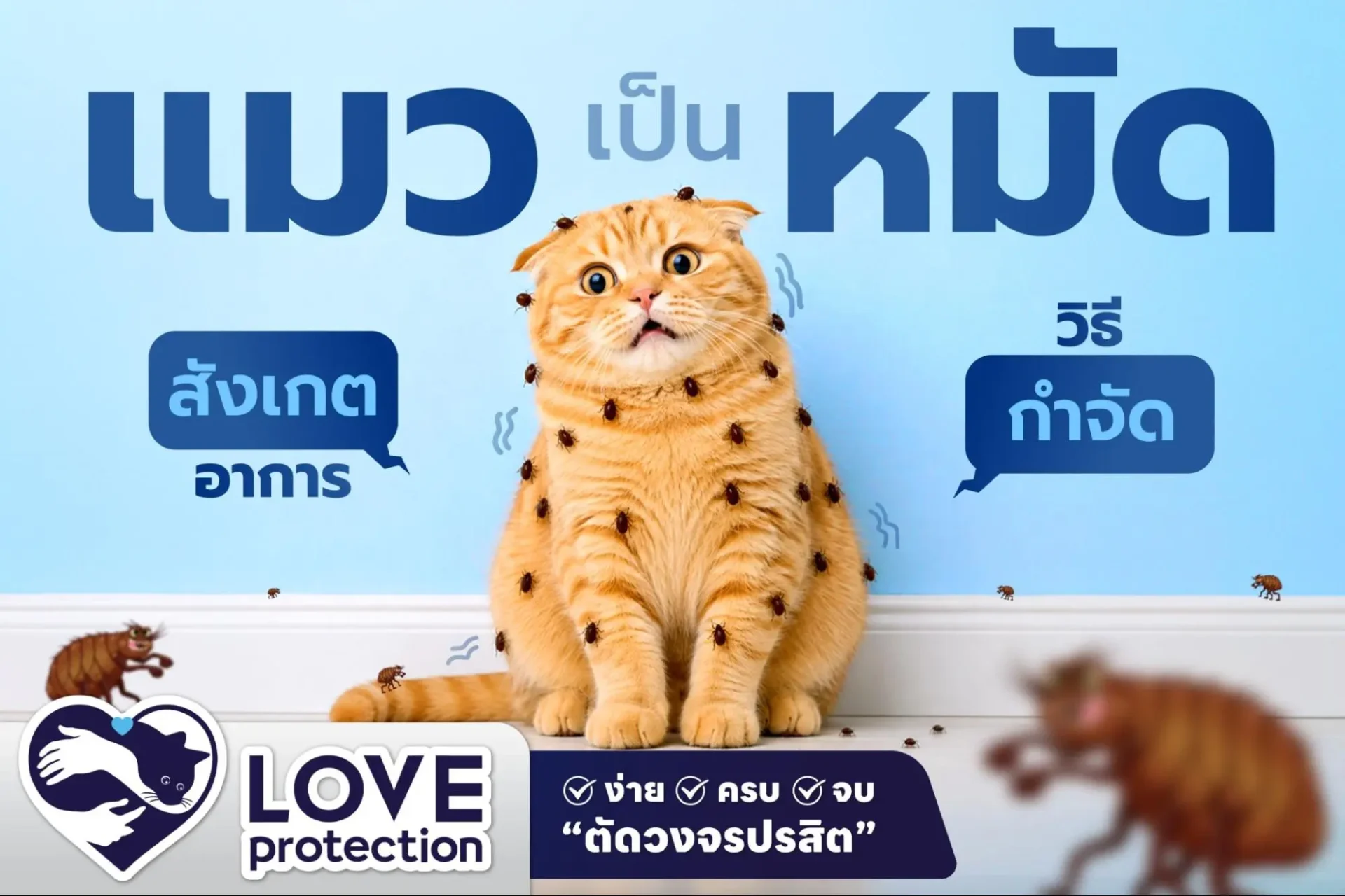 แมวเป็นหมัด