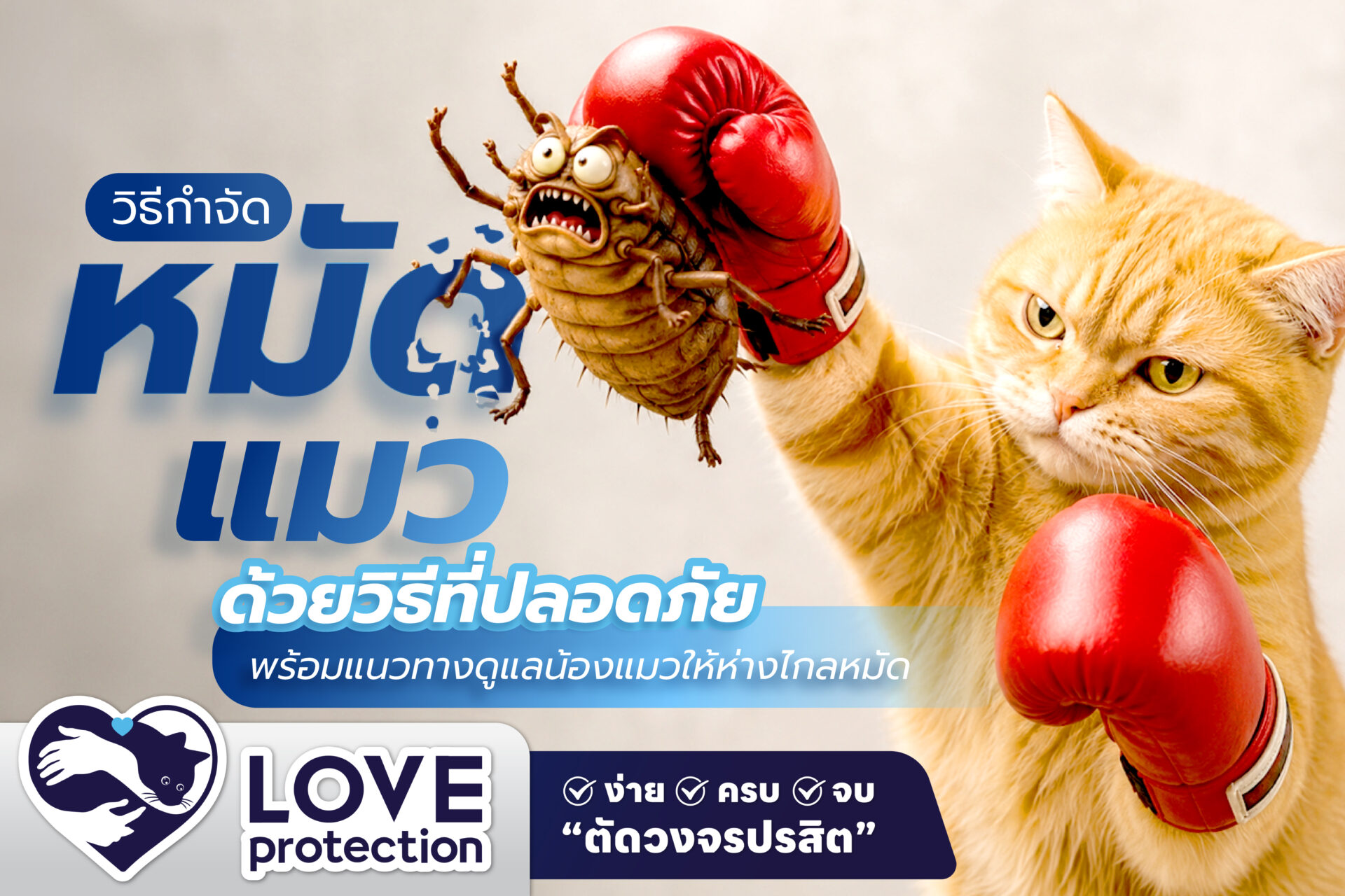 วิธีกำจัดหมัดแมวอย่างปลอดภัย พร้อมแนวทางดูแลน้องแมวให้ห่างไกลหมัด
