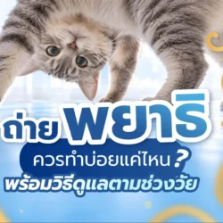 ถ่ายพยาธิแมว