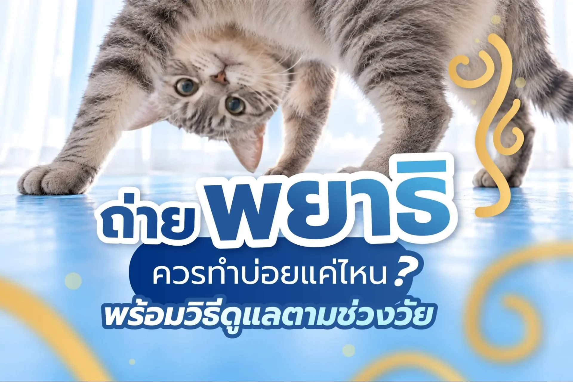 ถ่ายพยาธิแมว