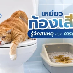 แมวท้องเสีย