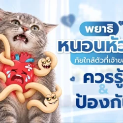 พยาธิหนอนหัวใจ แมว
