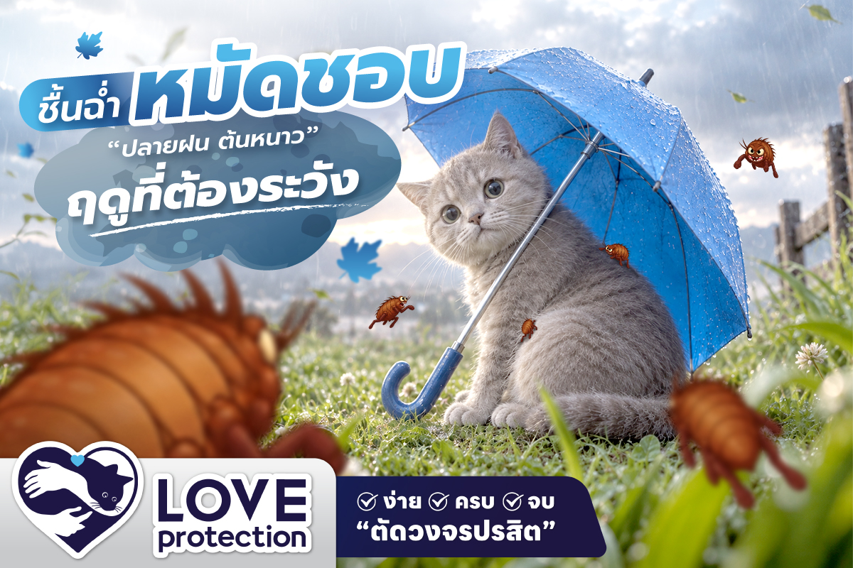 ชื้นฉ่ำหมัดชอบ ! “ปลายฝน ต้นหนาว” นี้ ระวังหมัดบนตัวน้องแมว !