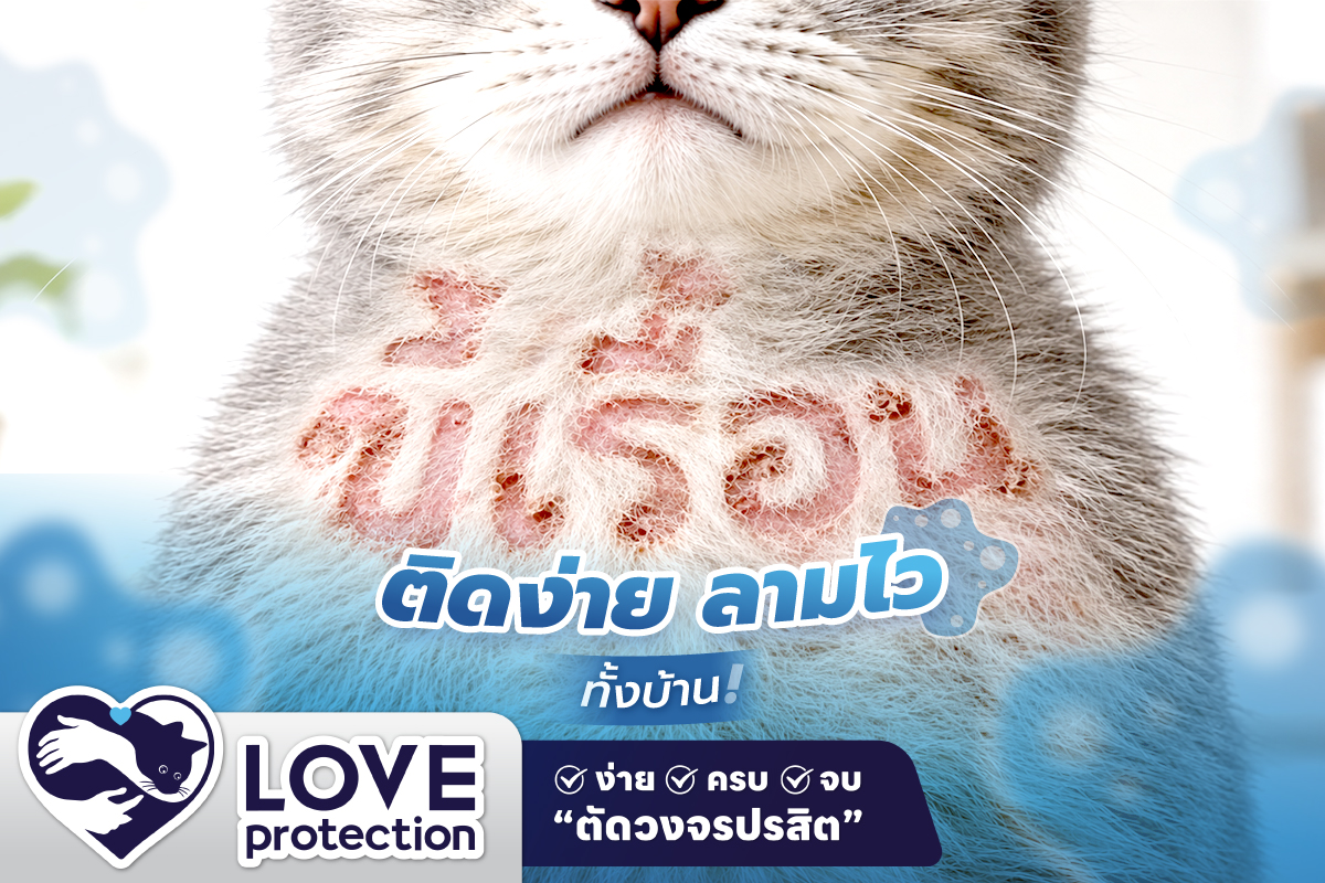ขี้เรื้อนแมวตัวดี ! ติดง่าย ลามไวไปทั้งบ้าน